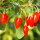Goji-Beere Instant Sucess im C2
