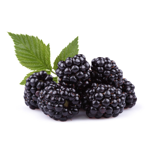 Brombeere BIO Stachellos Black Satin 30-50cm