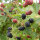 Brombeere BIO Stachellos Navaho 30-50cm