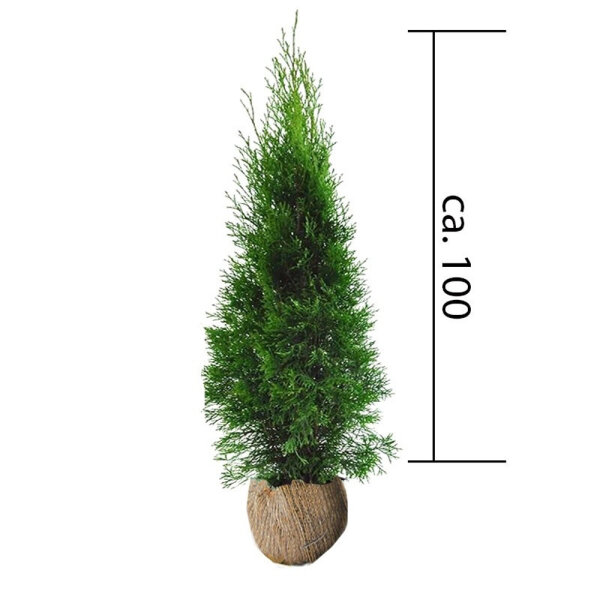 Thuja Smaragd 100-125cm am Ballen
