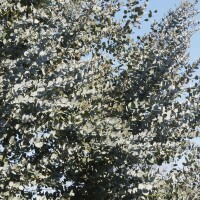 Eukalyptus Azura 125-150cm ( bis -20 °C winterhart )