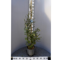 Eukalyptus Azura 125-150cm ( bis -20 °C winterhart )