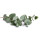 Eukalyptus Azura 125-150cm ( bis -20 °C winterhart )
