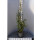 Eukalyptus Azura 125-150cm ( bis -20 °C winterhart )