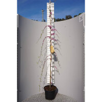 Hänge-Judasbaum Ruby Falls 175-200cm rotblättrig im C10