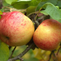 Apfel Topaz Halbstamm C10