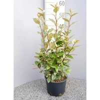 Wintergrüne Ölweide Compacta 60-80cm im C5