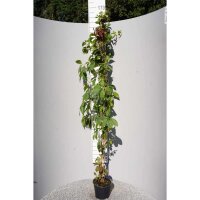 Wilder Wein 170-180cm