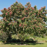 Tausendblütenstrauch - Bienenbaum 80-100cm im Co