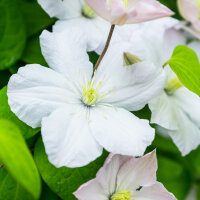 Clematis Mme Le Coultre 60cm+ im C2