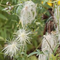 Clematis Gold-Waldrebe 60cm+ im C2