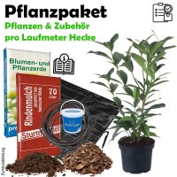 Paket Caucasica 50-60cm pro lfm