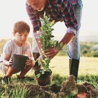 Paket Caucasica 50-60cm pro lfm