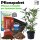 Paket Caucasica 50-60cm pro lfm