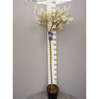 Harlekinweide Hakuro Nishiki  Stammhöhe 100cm im C5