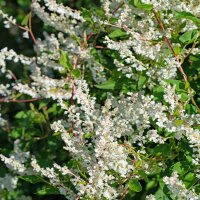 Schling-Knöterich 150-175-cm