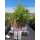 Clematis Hagley 70+cm im C2