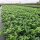 Kirschlorbeer Novita 60-70cm im 3l Topf