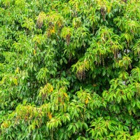 Portugiesischer Lorbeer Angustifolia 60-70cm im 3l Topf