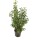 Portugiesischer Lorbeer Angustifolia 60-70cm im 3l Topf