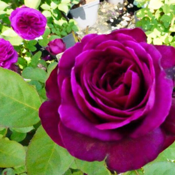 Edelrose Deep Secret