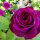 Edelrose Deep Secret