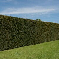 Heimische Eibe 80-100cm im 5l Topf