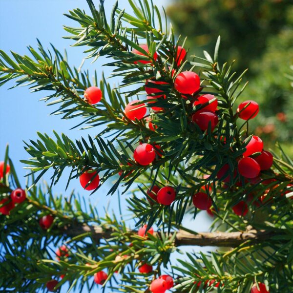 Hecken-Eibe Hicksii 80-100cm im 5l Topf