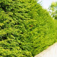 Hecken-Eibe Hicksii 80-100cm im 5l Topf