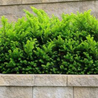 Hecken-Eibe Hicksii 80-100cm im 5l Topf