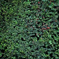 Hecken-Eibe Hicksii 80-100cm im 5l Topf