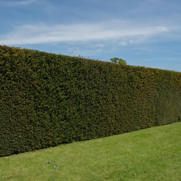 Hecken-Eibe Hicksii 175-200cm am Ballen