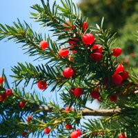 Hecken-Eibe Hicksii 175-200cm am Ballen