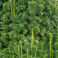 Hecken-Eibe Hicksii 175-200cm am Ballen