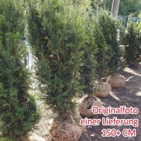 Hecken-Eibe Hicksii 175-200cm am Ballen
