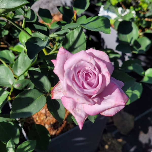Kletterrose Indigoletta