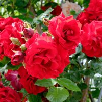Kletterrose Santana 125-150cm