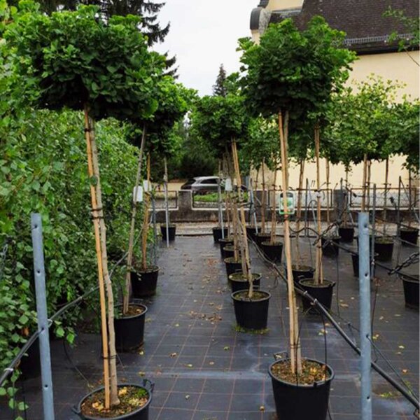 Kugel-Ginkgobaum Mariken Stammhöhe 200cm | 6-8cm STU im 30l Co