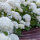 Schneeball-Hortensie FlowerWOW® 40-50cm im 5l Topf