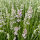 Lavendel Rosea P1