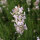 Lavendel Rosea P1