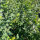 Hainbuche 140-160cm im C5