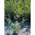 Hainbuche 140-160cm im C5