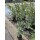 Hainbuche 140-160cm im C5