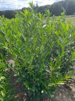 Kirschlorbeer Caucasica 125-150cm am Ballen