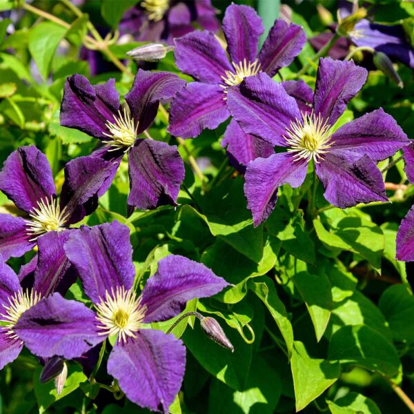 Clematis Star of India 125-150cm 3 Stäbe