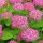 Schneeball-Hortensie Pink Annabelle® im C3