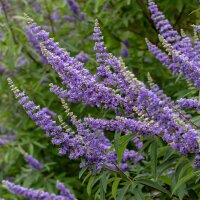 Mönchspfeffer im C3