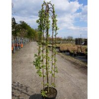 Hängekätzchen-Weide Viertelstamm Stammhöhe...