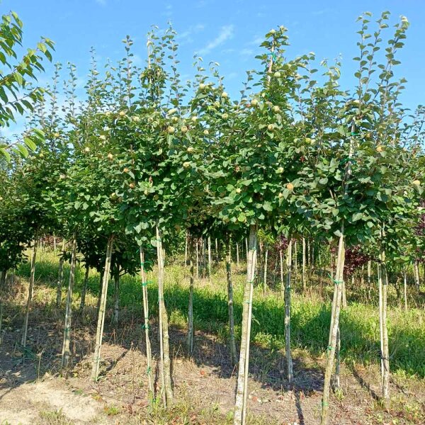 Quitte Konstantinopeler Apfelquitte Hochstamm | Stammumfang 8-10cm am Ballen
